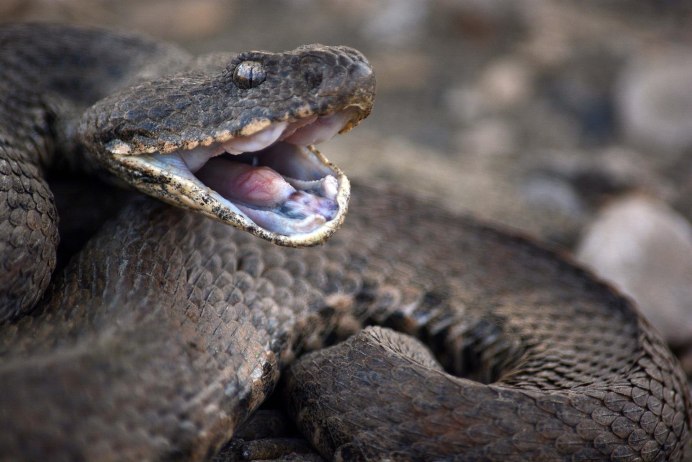 Египетская Кобра