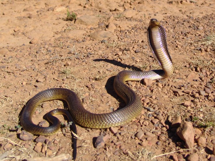 Черношеяя Кобра