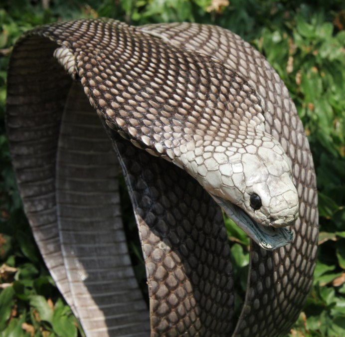 Уж гадюка ,Кобра, питон