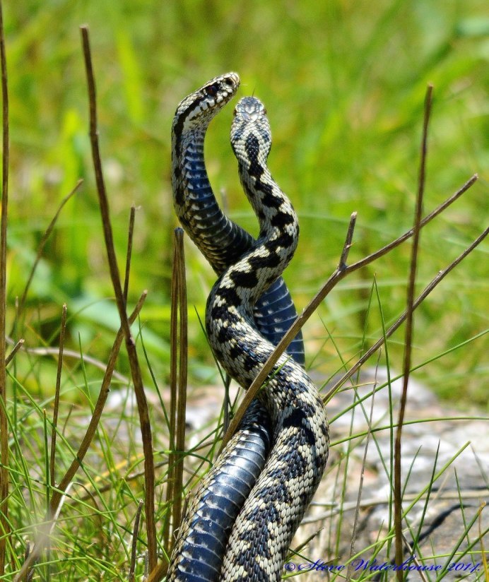 Песчаный гремучник