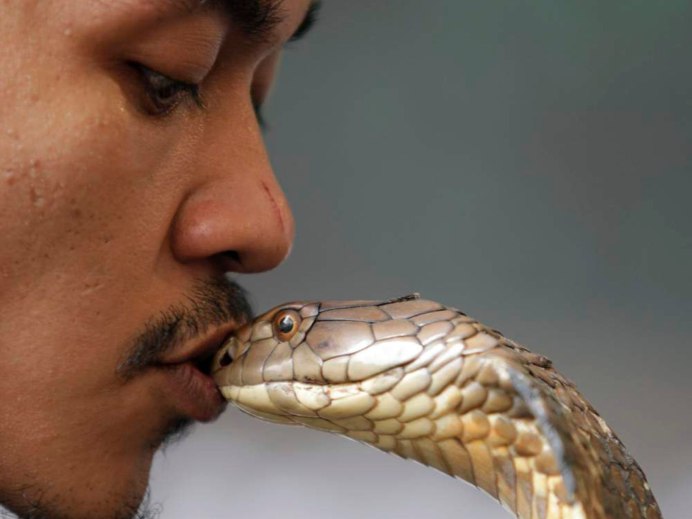 Степная гадюка щитомордник