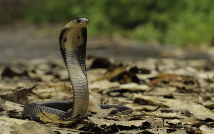 Черный Аспид змея