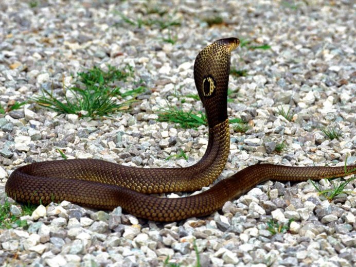 Чёрная мамба змея