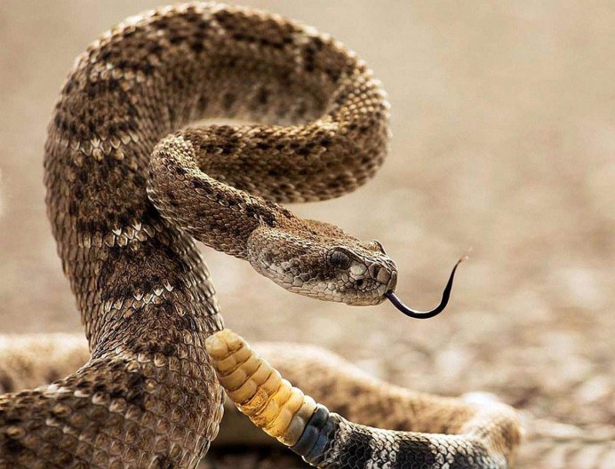 Северокавказская Кобра