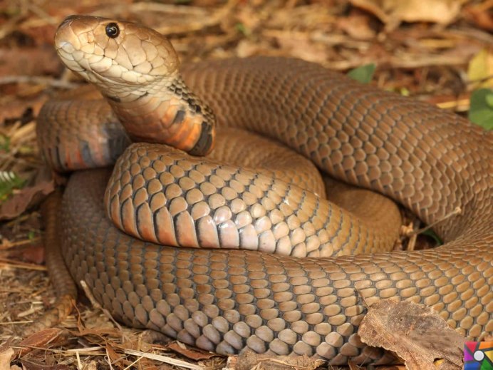 Анаконда и Королевская Кобра