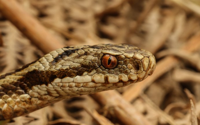 Африканская кустарниковая гадюка