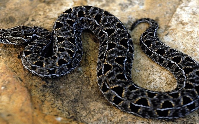 Техасский полоз альбинос