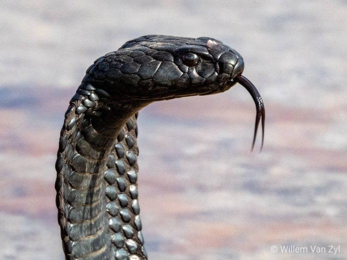 Кустарниковая шершавая гадюка