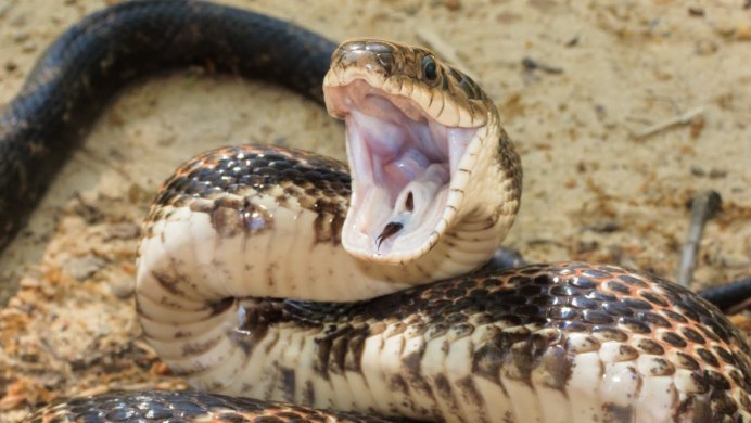 Черношеяя Кобра