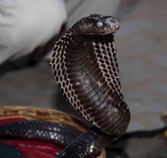 Гюрза змея и гадюка