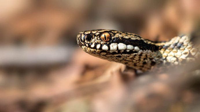 Жылан Кобра