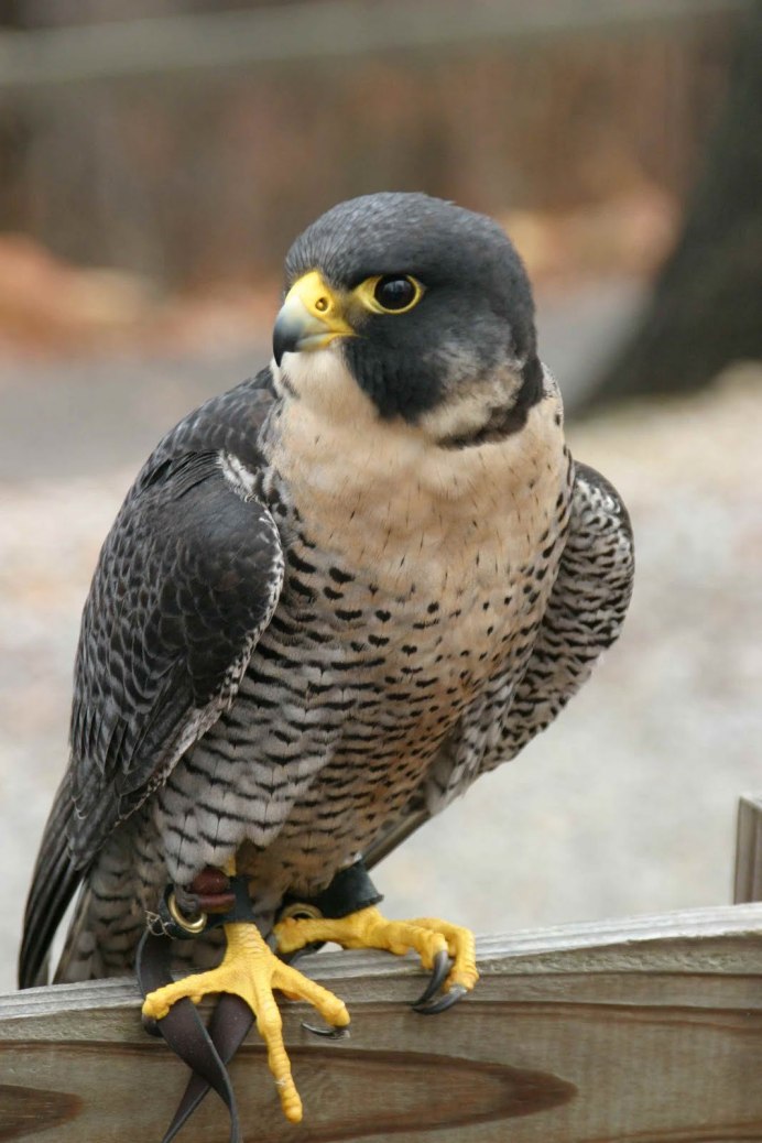 Сапсан Falco peregrinus