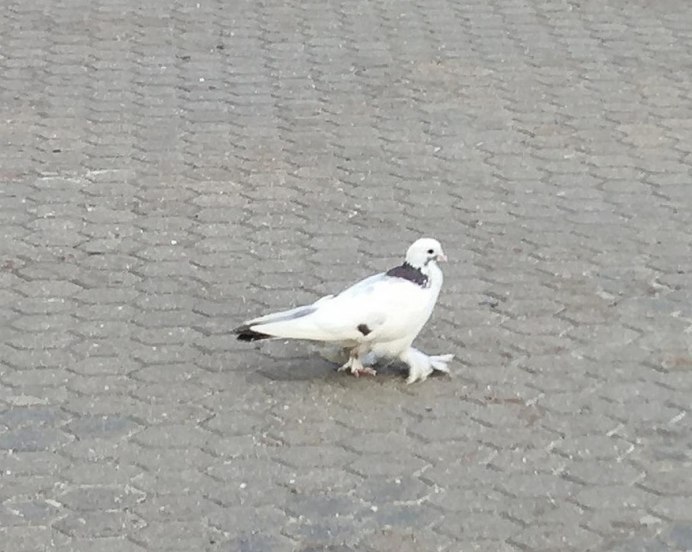 Лапа нанду