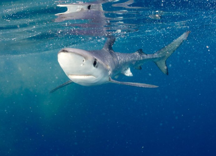 Кархародон МЕГАЛОДОН