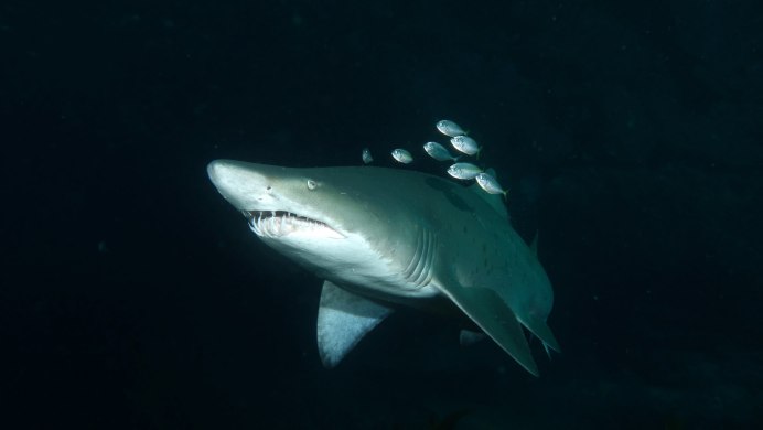 Большой Барьерный риф китовая акула