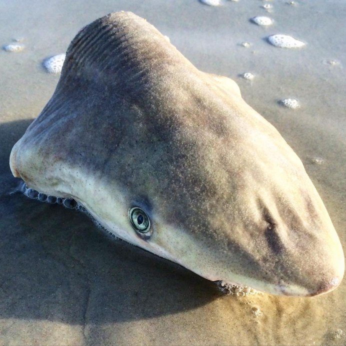 Вымершие виды акул