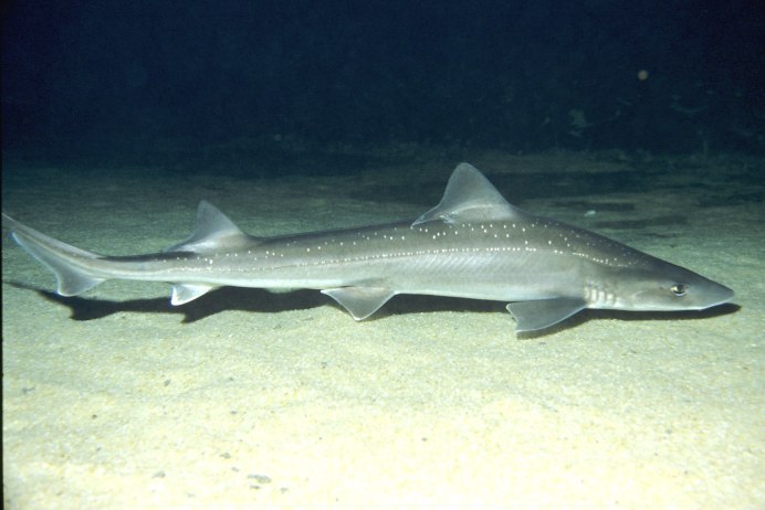 Кит выпрыгивает из воды