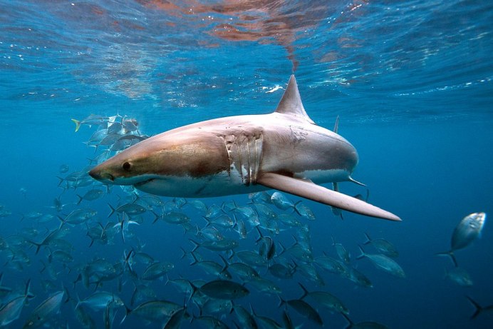 Мадагаскарская острозубая акула