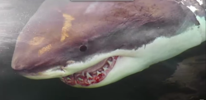 Зеркальный солнечник