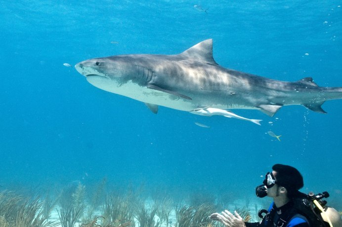 Средиземноморская Кунья акула