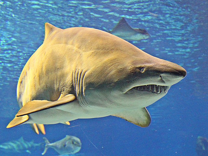 Мадагаскарская острозубая акула