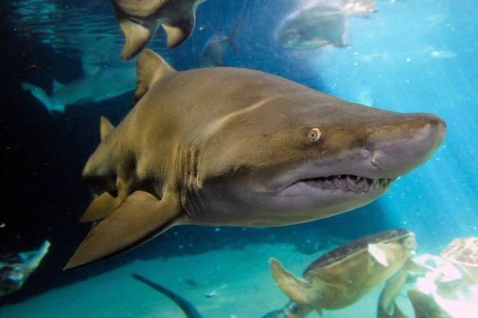 Скелет горбатого кита