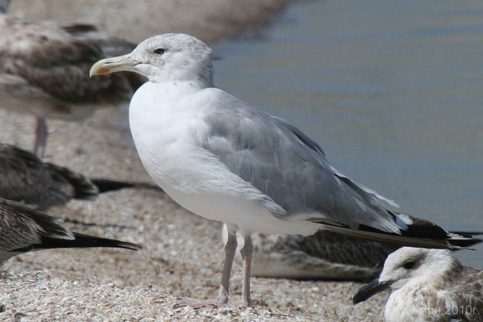 Gray Jay птица