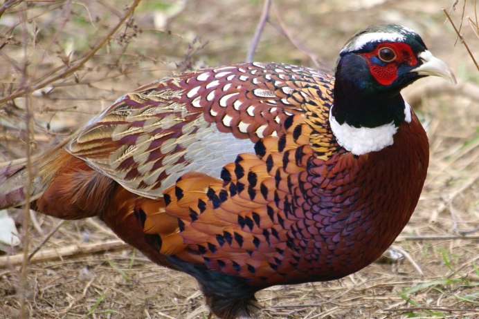 Фазаны (Pheasants)