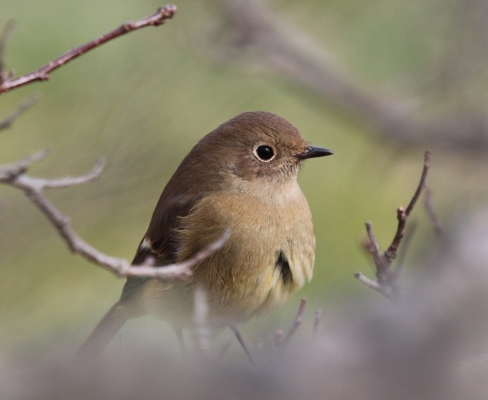 Горихвостка-Чернушка пение