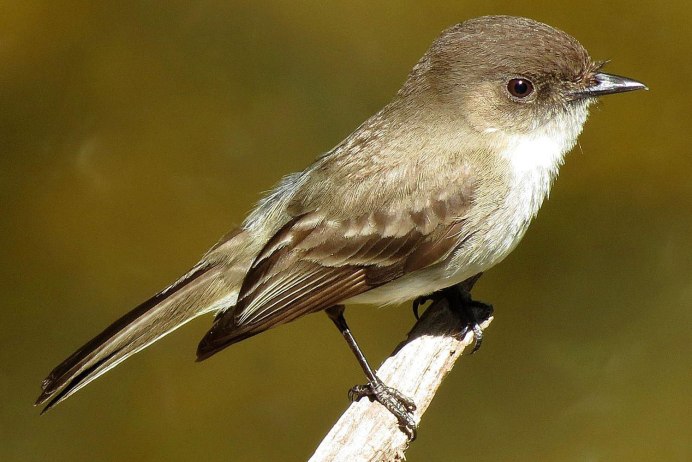 Маленькая коричневая птичка