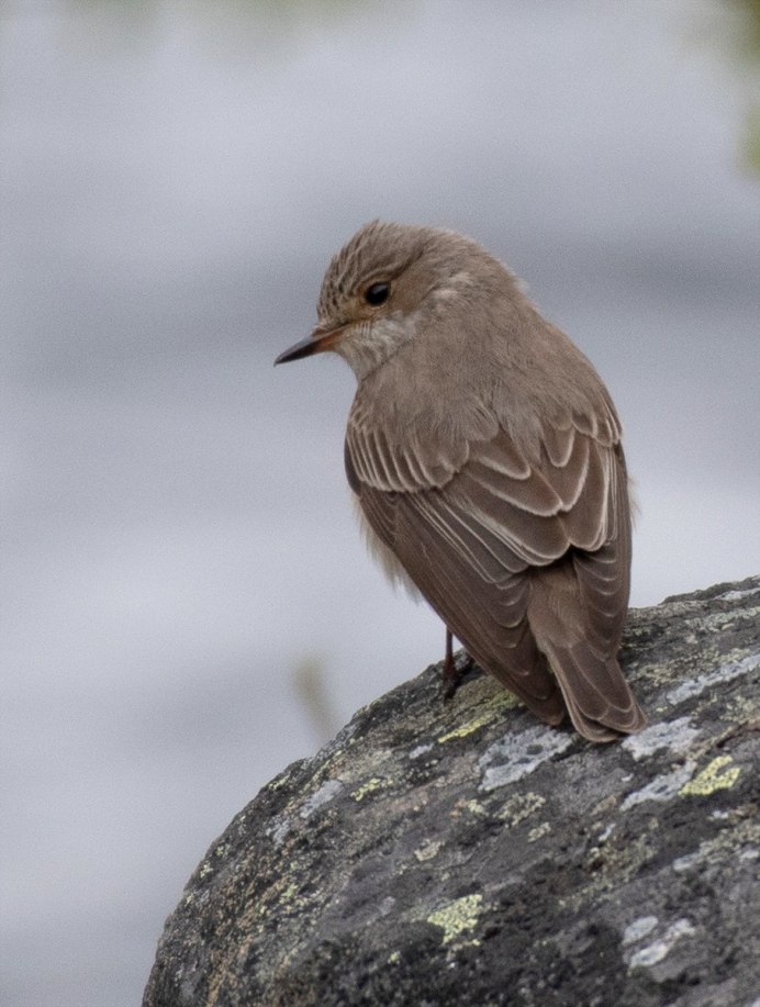 Птичка серая с коричневым хвостиком маленькая