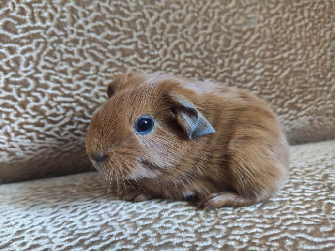 Морская Свинка мини Карликовые
