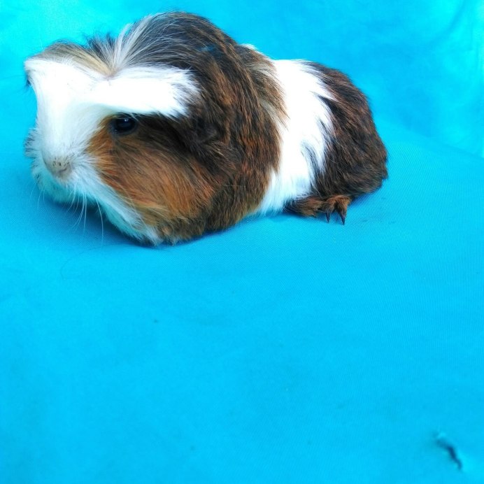 Морская Свинка мини Карликовые