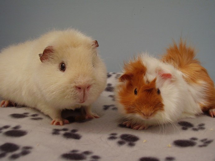 Морская Свинка маленькая