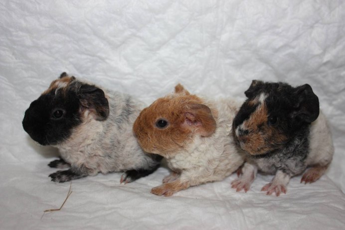 Морская Свинка некороткошерстная