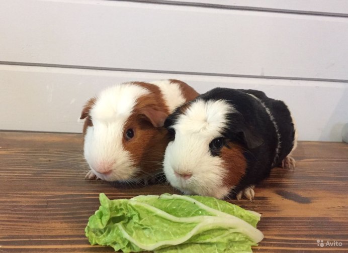 Морская Свинка черная маленькая