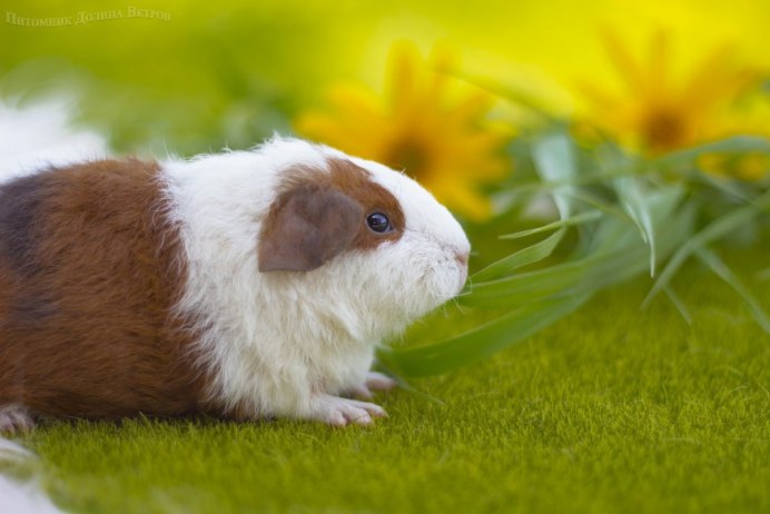 Морская Свинка крестед