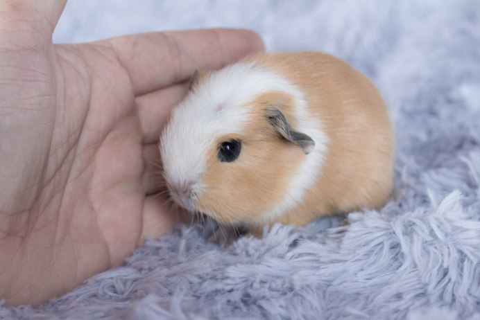 Морская Свинка ангорская длинношерстная