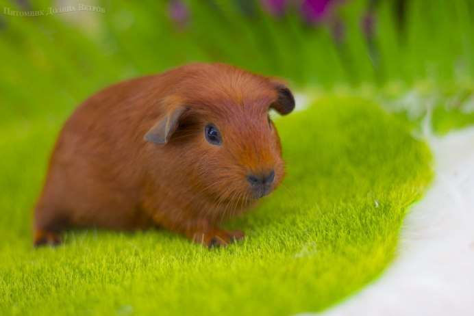 Морская Свинка Пигги