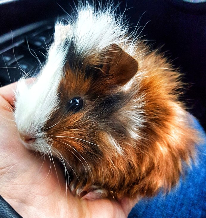 Морская Свинка трехцветная