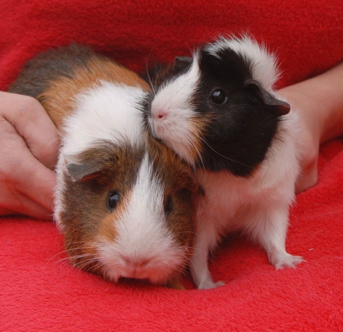 Морская Свинка трехцветная