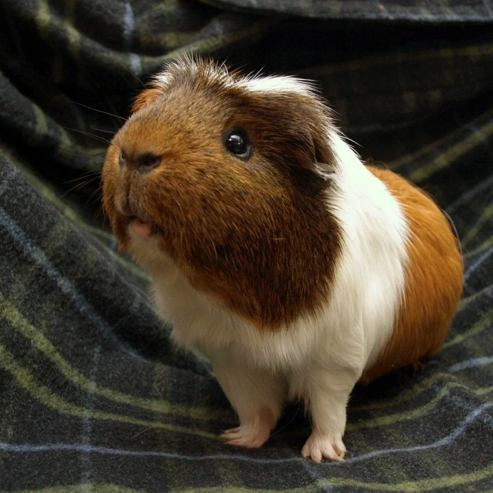 Гвинейская морская Свинка