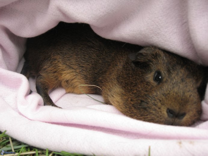 Морская Свинка Тексель