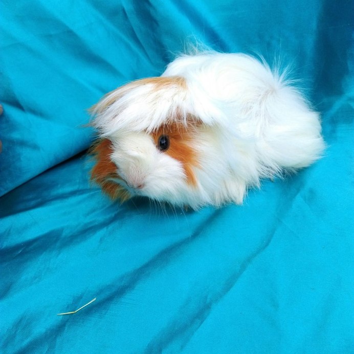 Морская Свинка крестед