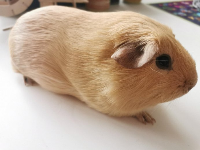 Карликовые морские свинки