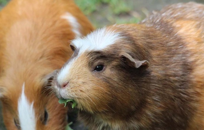 Морские свинки Южная Америка Кавиа