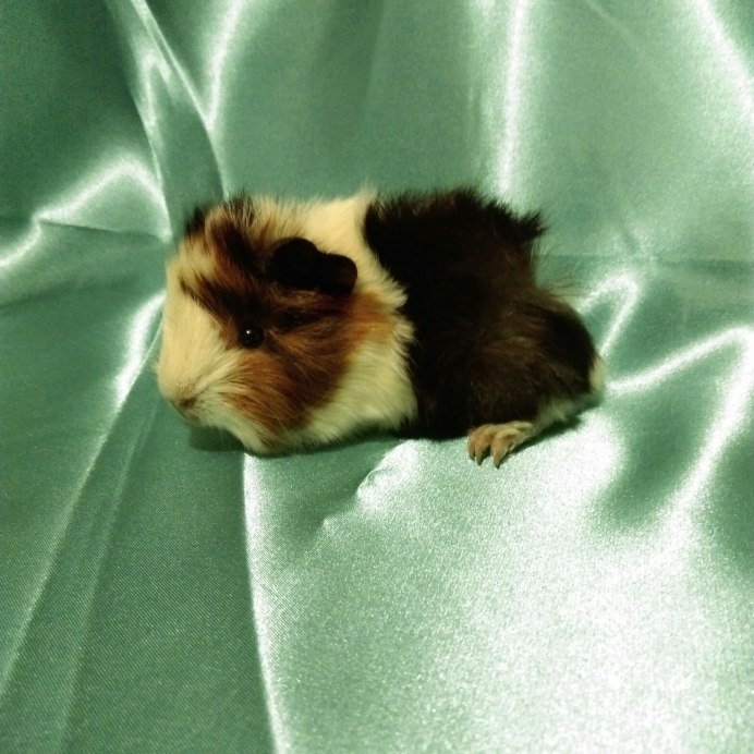 Крапчатая морская Свинка