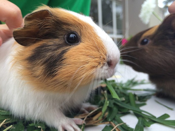 Вислоухая морская Свинка