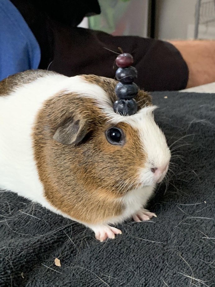 Ветеринар ратолог