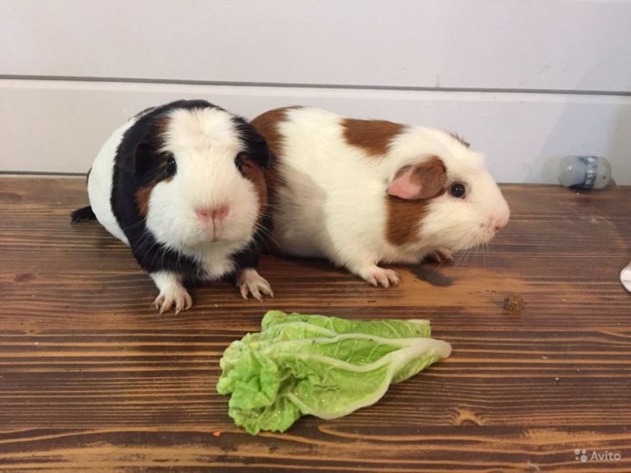 Морская Свинка длинношерстная